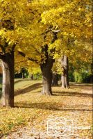 Herbststimmung3