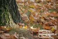 Herbststimmung