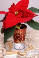 Weihnachtsstern1