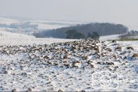 Schnee_Schrollen2