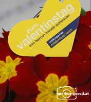 VP_Valentinstag8