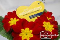 VP_Valentinstag7