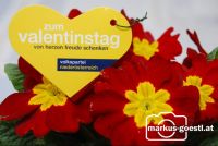 VP_Valentinstag2