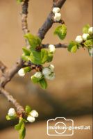Knospen4
