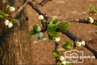 Knospen3
