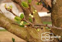 Knospen2