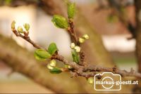 Knospen1