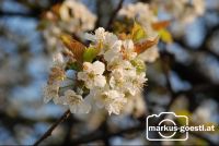Blüten3