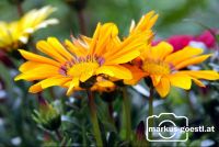 Blume7