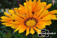 Blume6