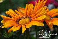 Blume5