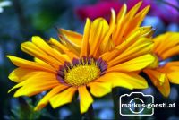 Blume4