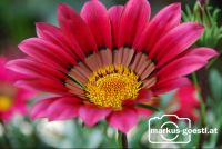 Blumen