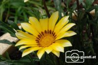 Blume2