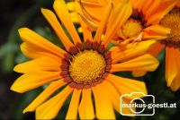 Blume1