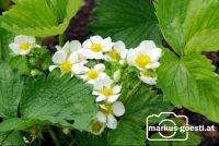 Erdbeerblüte3