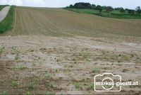 Feld_nach_Gewitter8