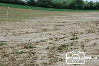Feld_nach_Gewitter7