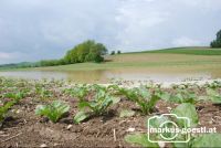 Feld_nach_Gewitter4