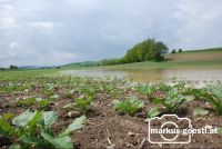 Feld_nach_Gewitter3