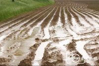 Feld_nach_Gewitter2