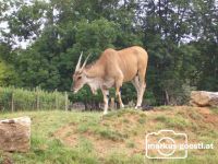 Elenantilope