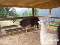 Lama