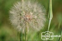 Blume2