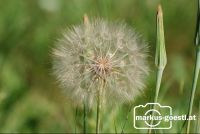 Blume1