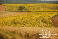 blühendes_Weinviertel4