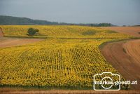 blühendes_Weinviertel3