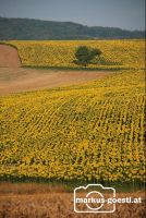 blühendes_Weinviertel2