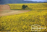blühendes_Weinviertel1