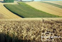 Weizen_Mais_Landschaft
