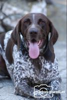 Jagdhund