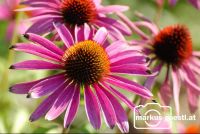 Gartenblumen4