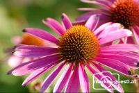 Gartenblumen3