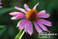 Gartenblumen2