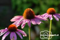 Gartenblumen1