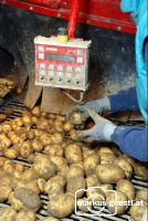 Kartoffelernte