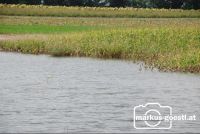 Feld_unter_Wasser3