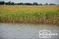 Feld_unter_Wasser1