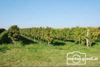 Weingarten_Herbst2