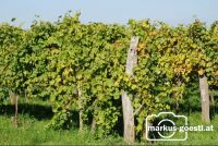Weingarten_Herbst1
