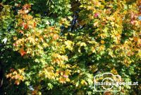 Herbstlaub