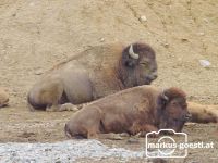 Bison2