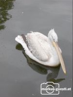 Krauskopfpelikan1