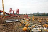 Kürbis_schieben3