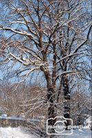 Baum_Winter3