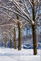 Baum_Winter2